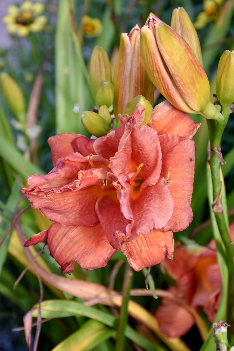 Daylily, Double Moses Fire