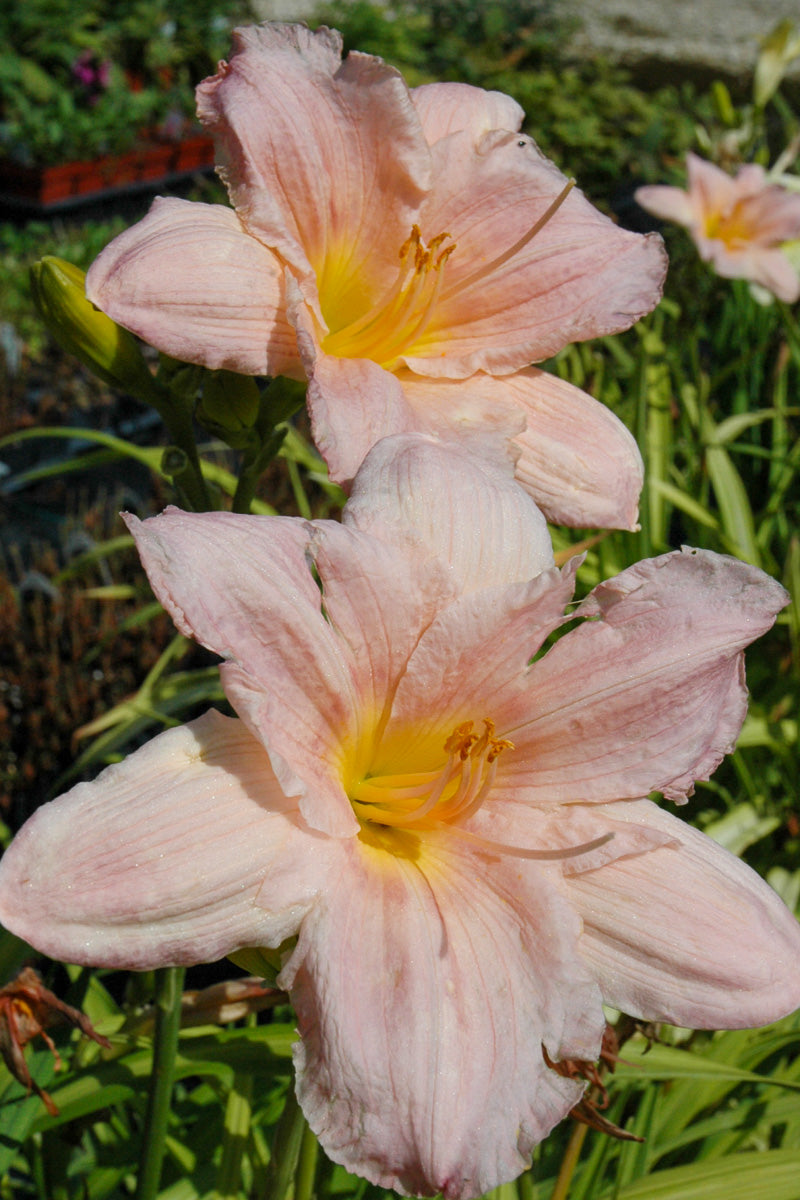 Daylily, Barbara Mitchell