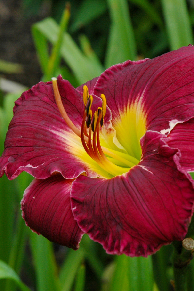 Daylily, Bela Lugosi