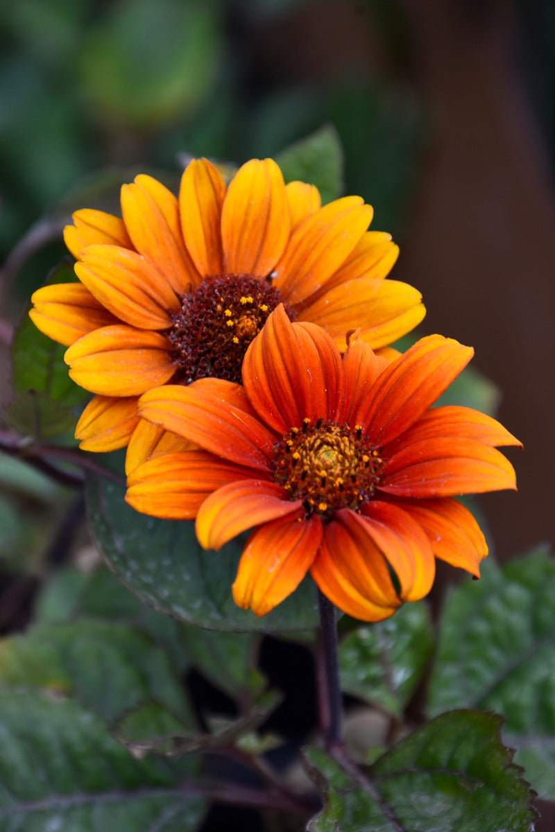 False Sunflower, Bleeding H