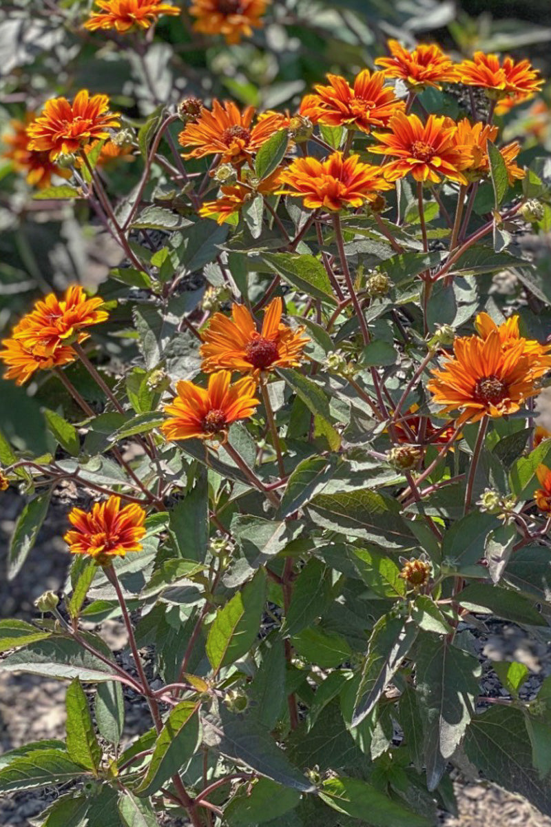 False Sunflower, Solar Eclipse