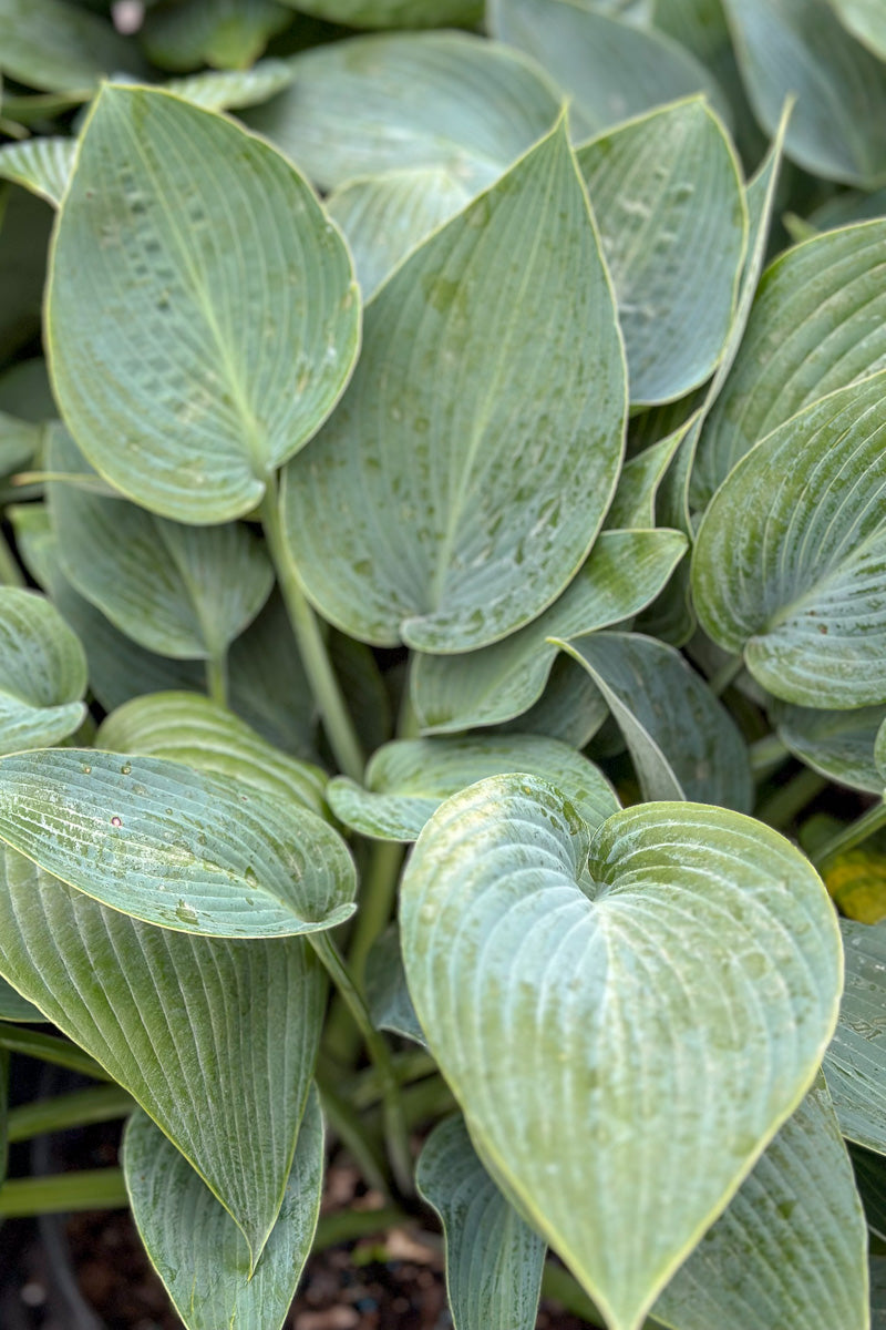 Hosta, Blue Tooth