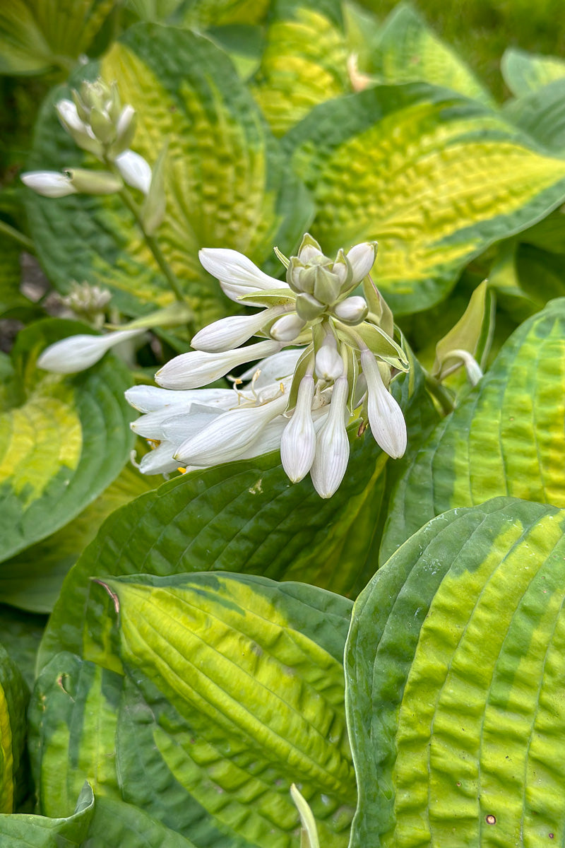 Hosta, Cathedral Windows