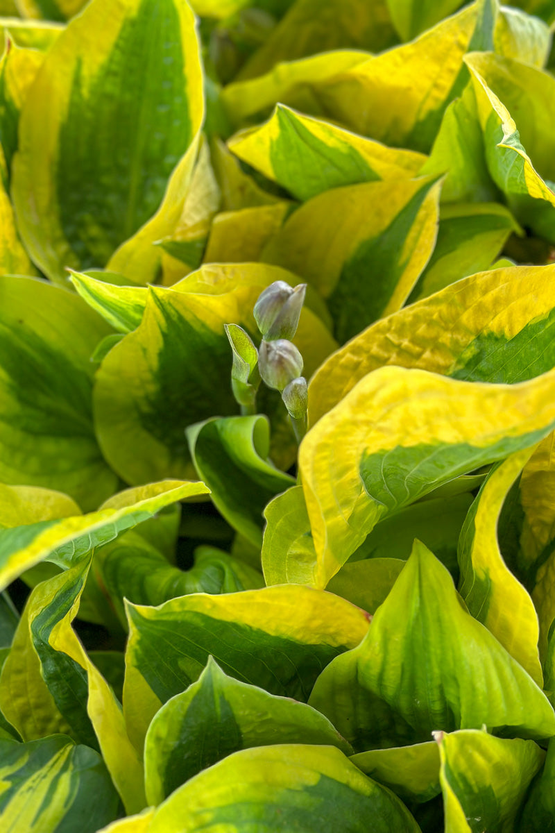 Hosta, Glad Rags