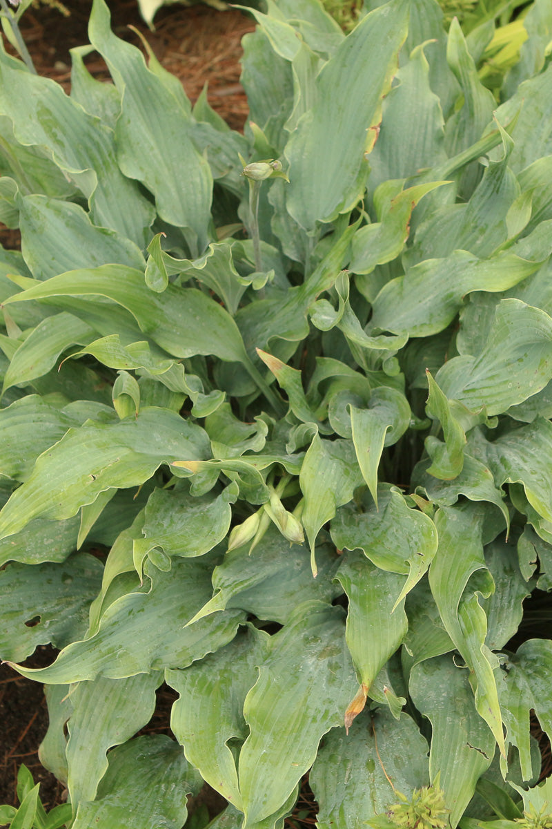 Hosta, Wild Imagination