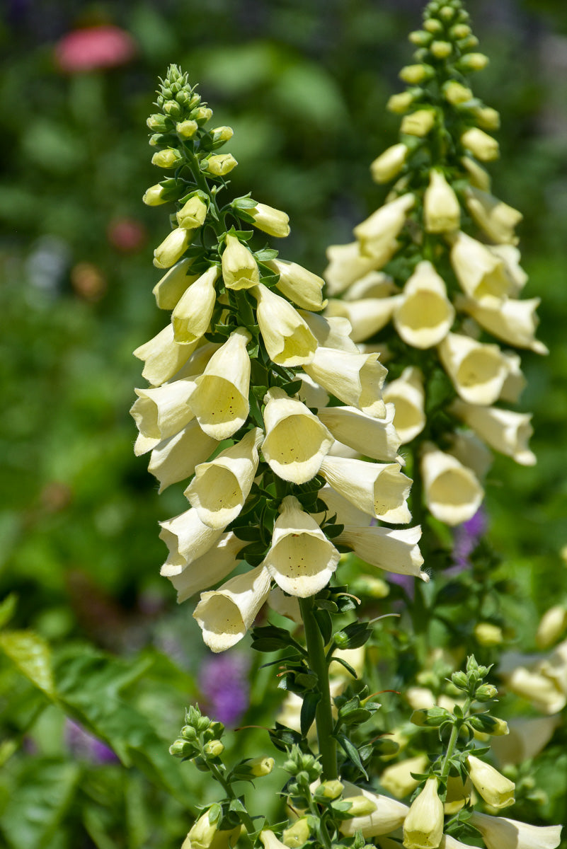 Foxglove, Arctic Fox Lemon Cream