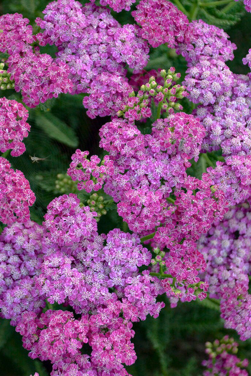 Yarrow, Firefly Fuchsia