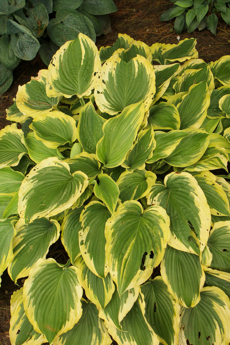Hosta, Trend Setter