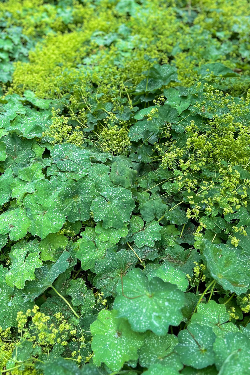Lady's Mantle