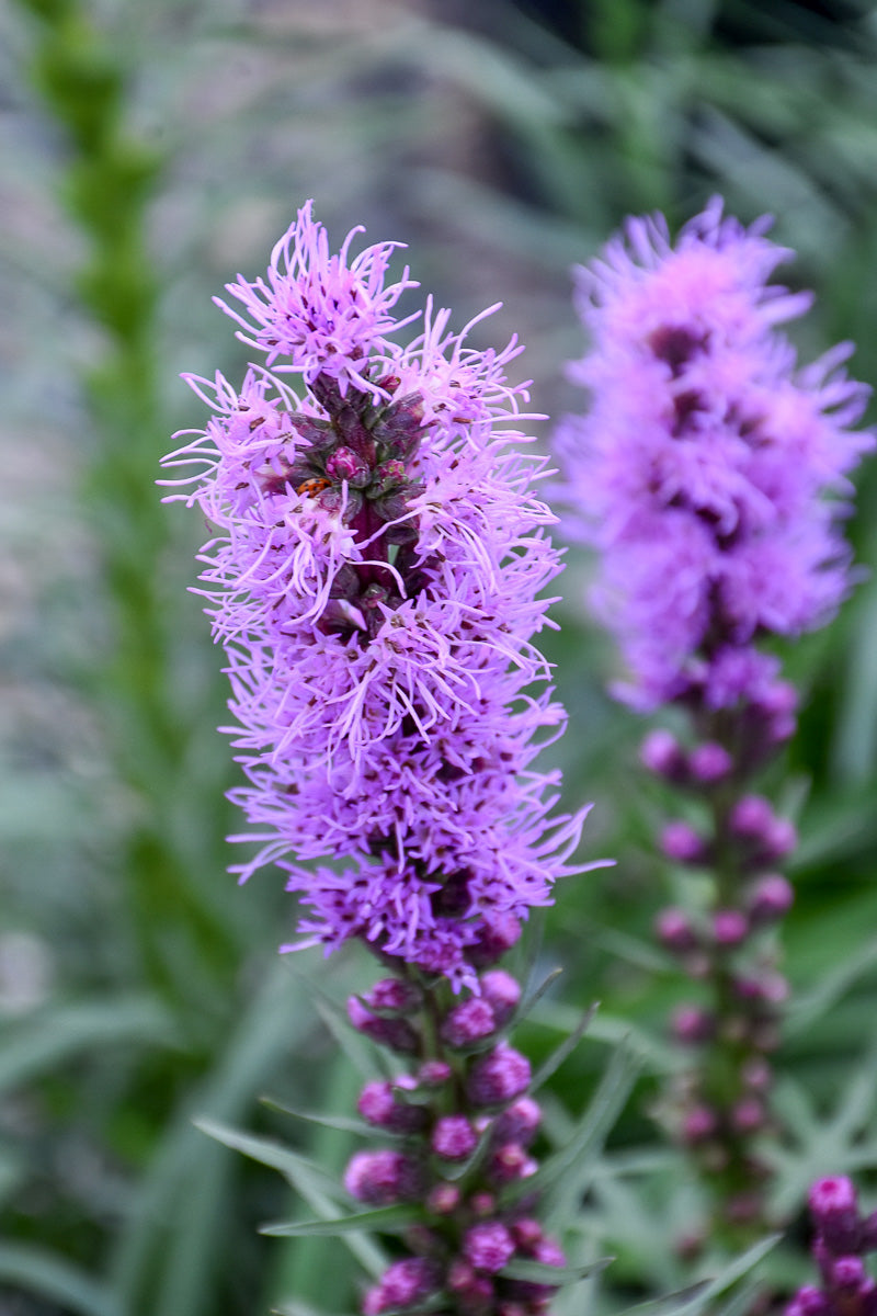 Liatris, Blazing Star