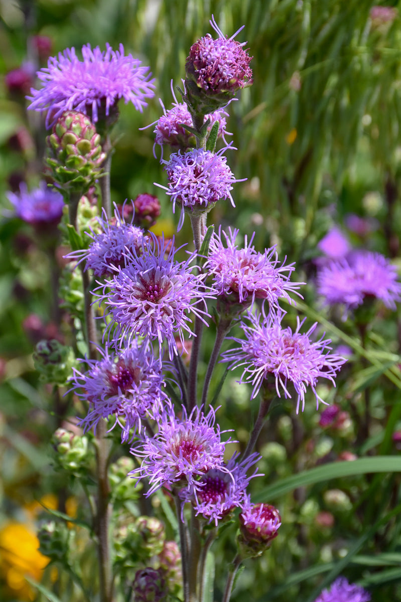 Liatris, Meadow Blaze Star