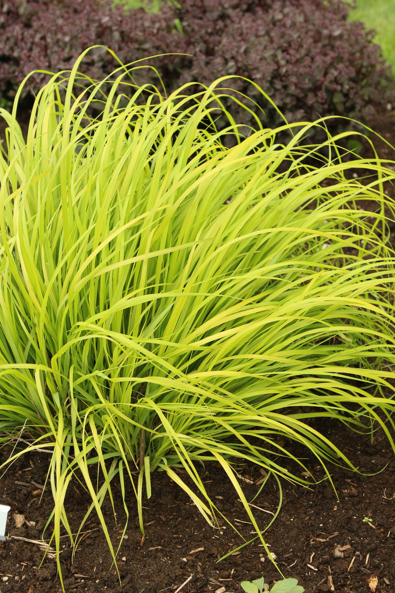 Fountain Grass, Lemon Squeeze