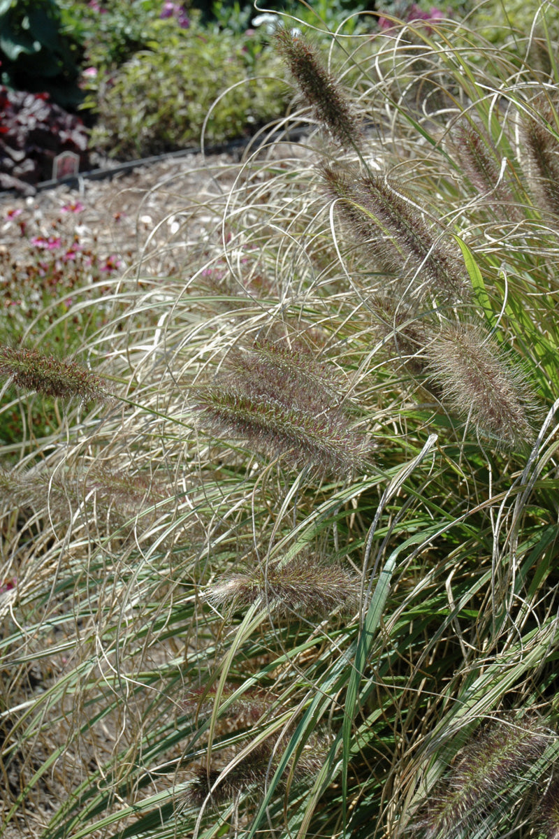 Grass, Fountain- Ginger Love