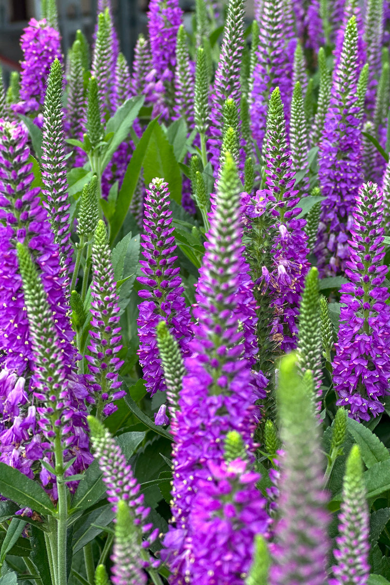 Veronica, Purplegum Candles