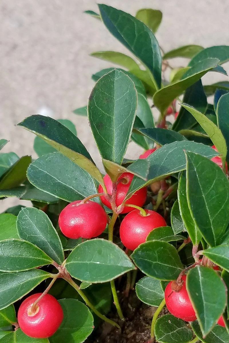 Gaultheria, Cherry Berries