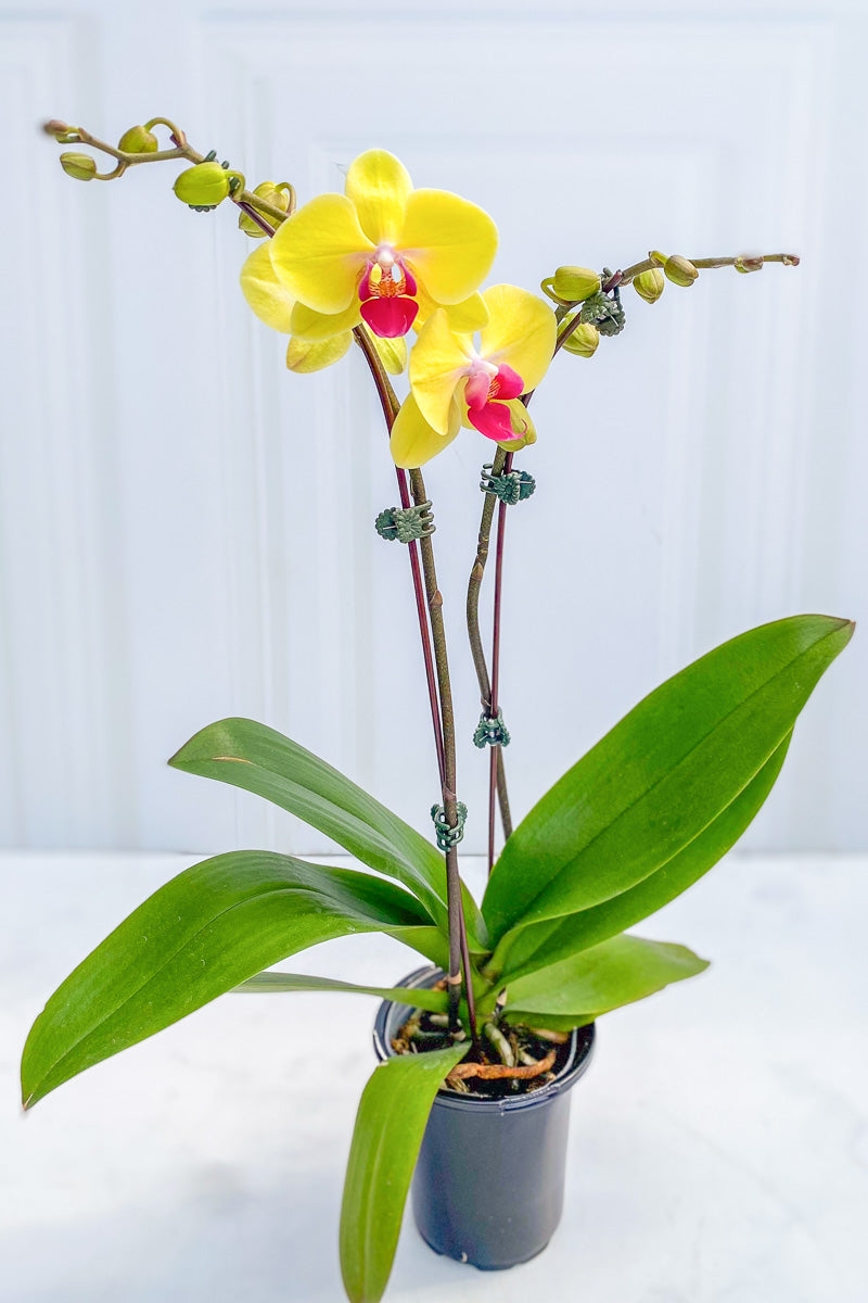 Orchid, Phalaenopsis Yellow Princess 4"