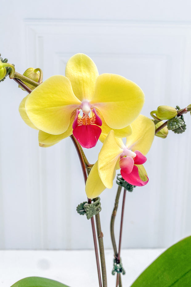 Orchid, Phalaenopsis Yellow Princess 4"