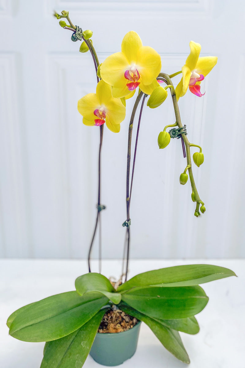 Orchid, Phalaenopsis Yellow Fuller's Sunset 2sp 6"