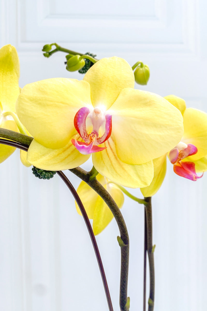 Orchid, Phalaenopsis Yellow Fuller's Sunset 2sp 6"