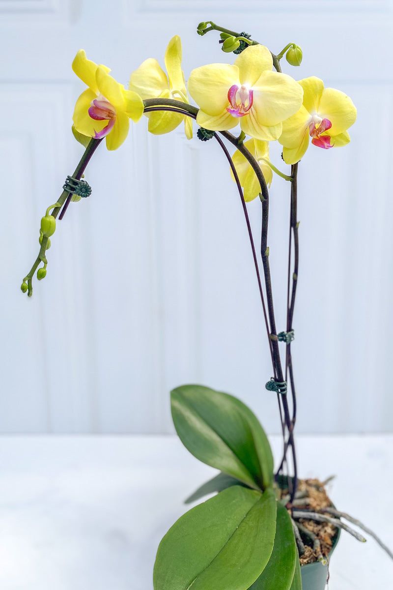 Orchid, Phalaenopsis Yellow Fuller's Sunset 2sp 6"