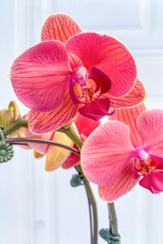 Orchid, Phalaenopsis Cute Orange 2sp