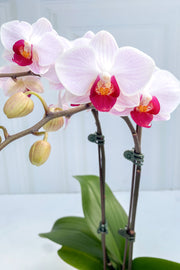 Orchid, Phalaenopsis Little Gem Stripes 4"