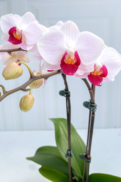 Orchid, Phalaenopsis Little Gem Stripes 4"