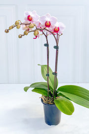 Orchid, Phalaenopsis Little Gem Stripes 4"