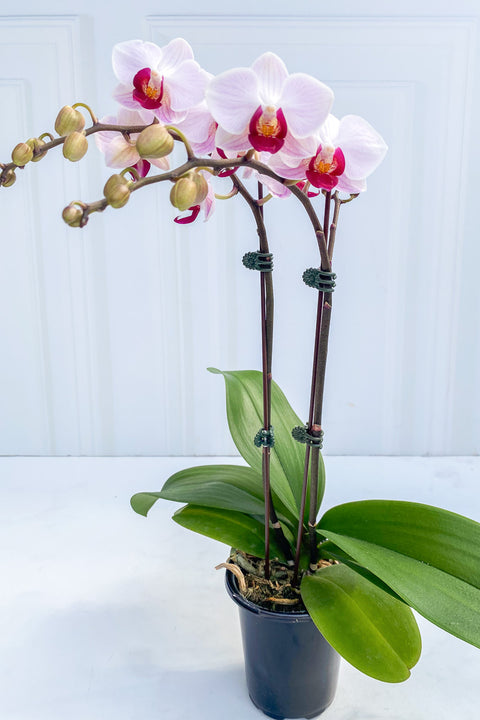 Orchid, Phalaenopsis Little Gem Stripes 4"