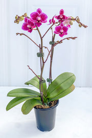 Orchid, Phalaeonopsis Happy Girl 4"