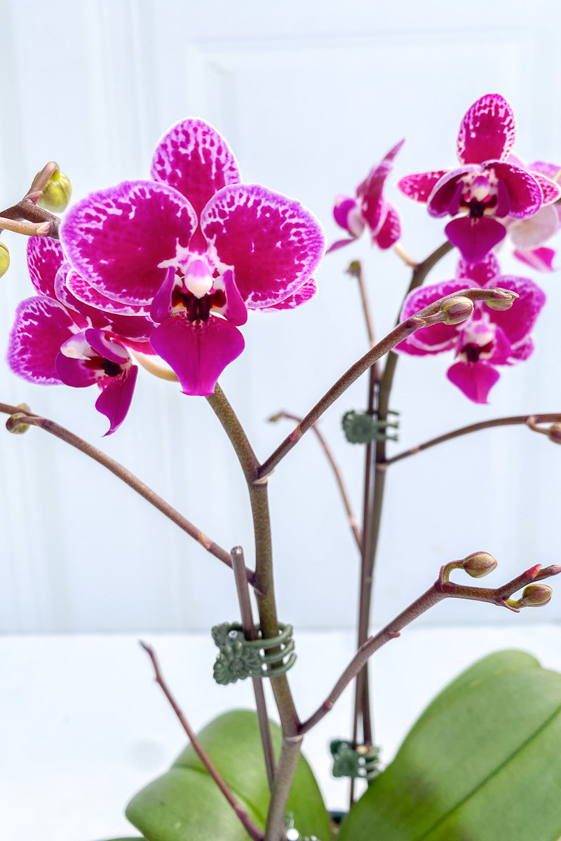 Orchid, Phalaeonopsis Happy Girl 4"