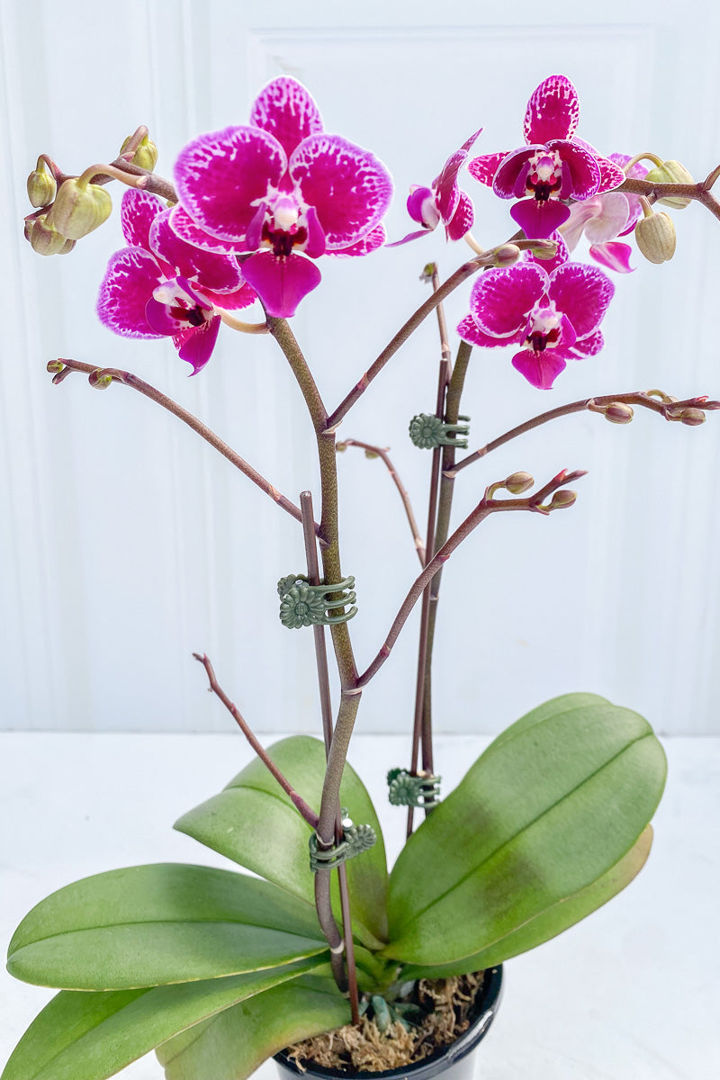 Orchid, Phalaeonopsis Happy Girl 4"