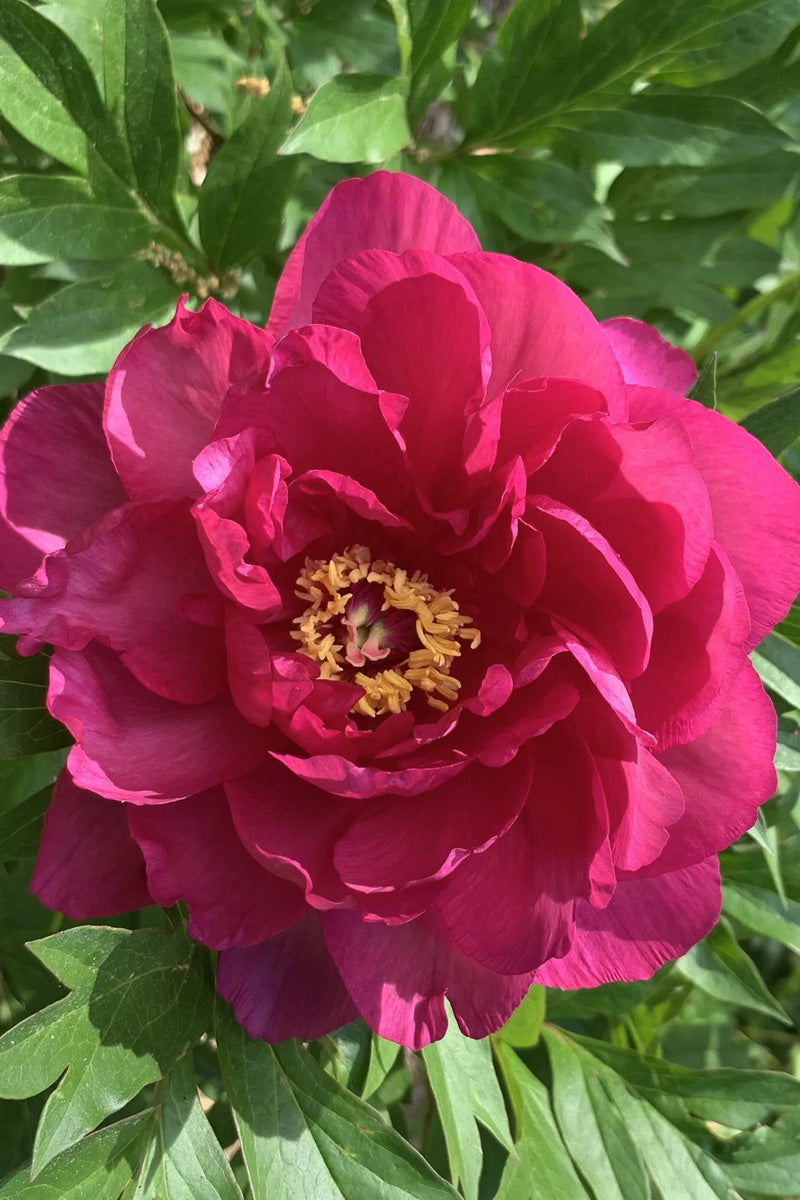Itoh Peony, Candy Apple