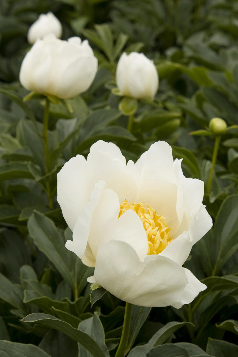 Peony, Jan Van Leeuwen