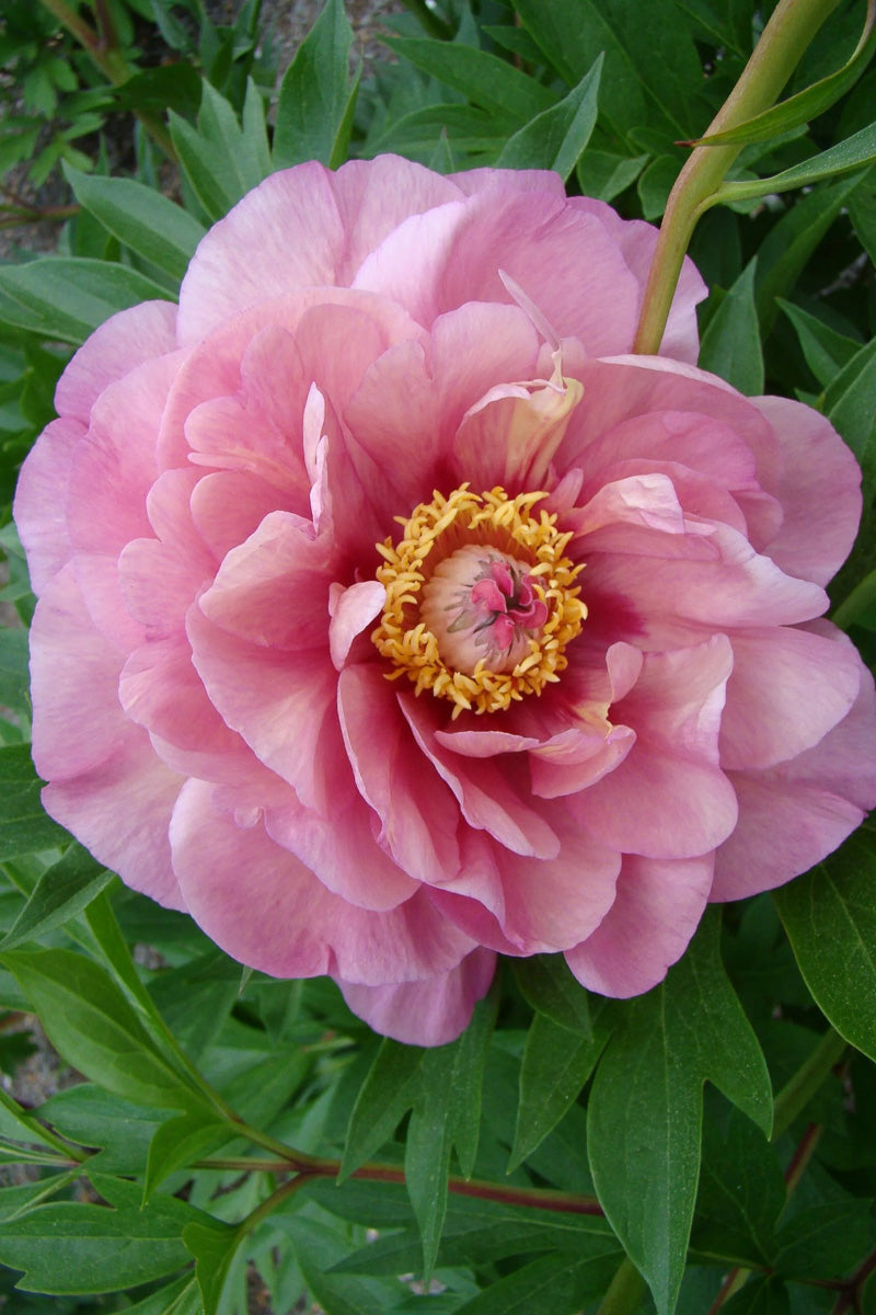 Peony, Itoh Double Bubble