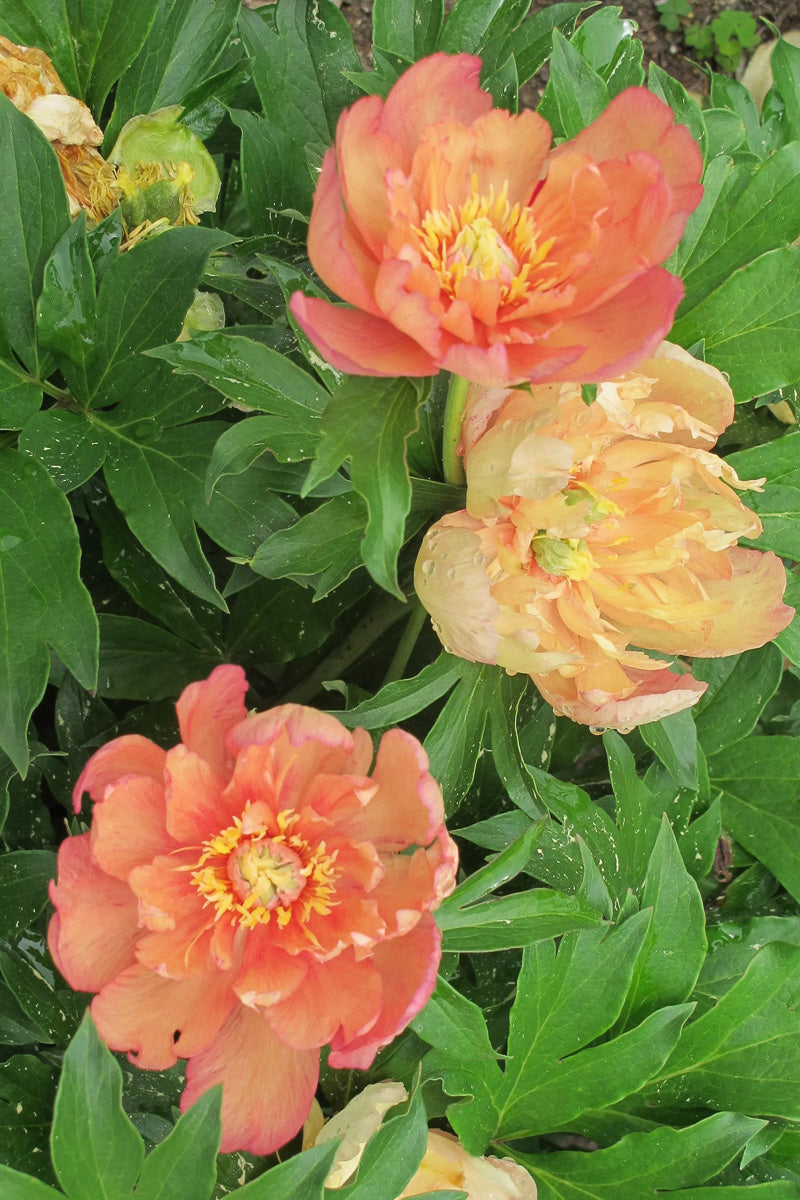 Itoh Peony, Summer Sunset