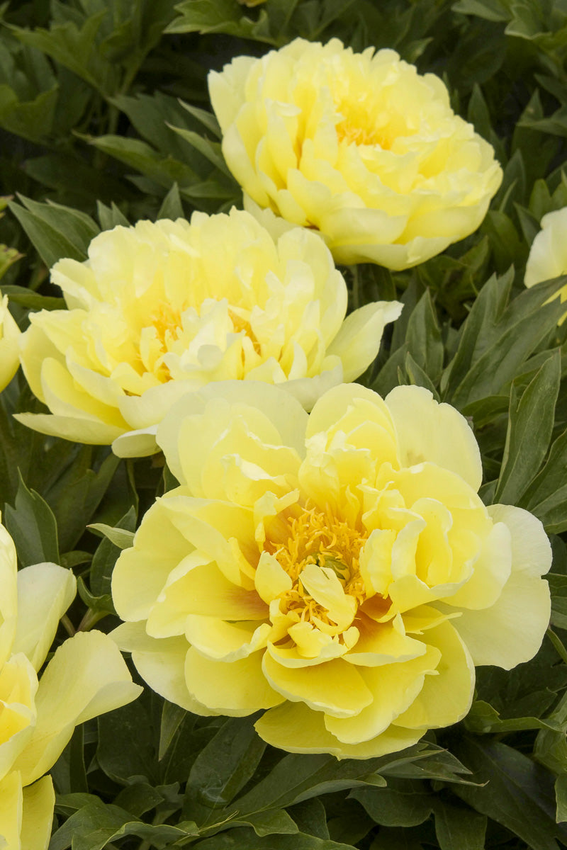 Peony, Itoh Bartzilla