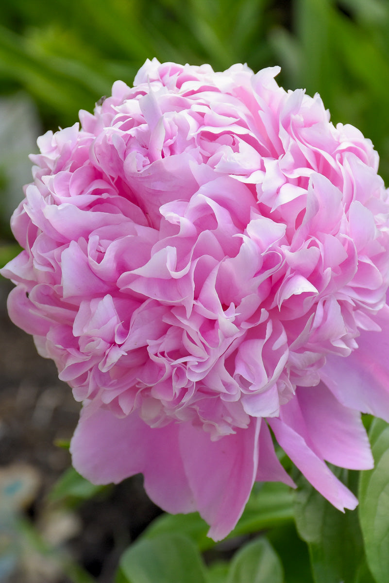 Peony, Sarah Bernhardt