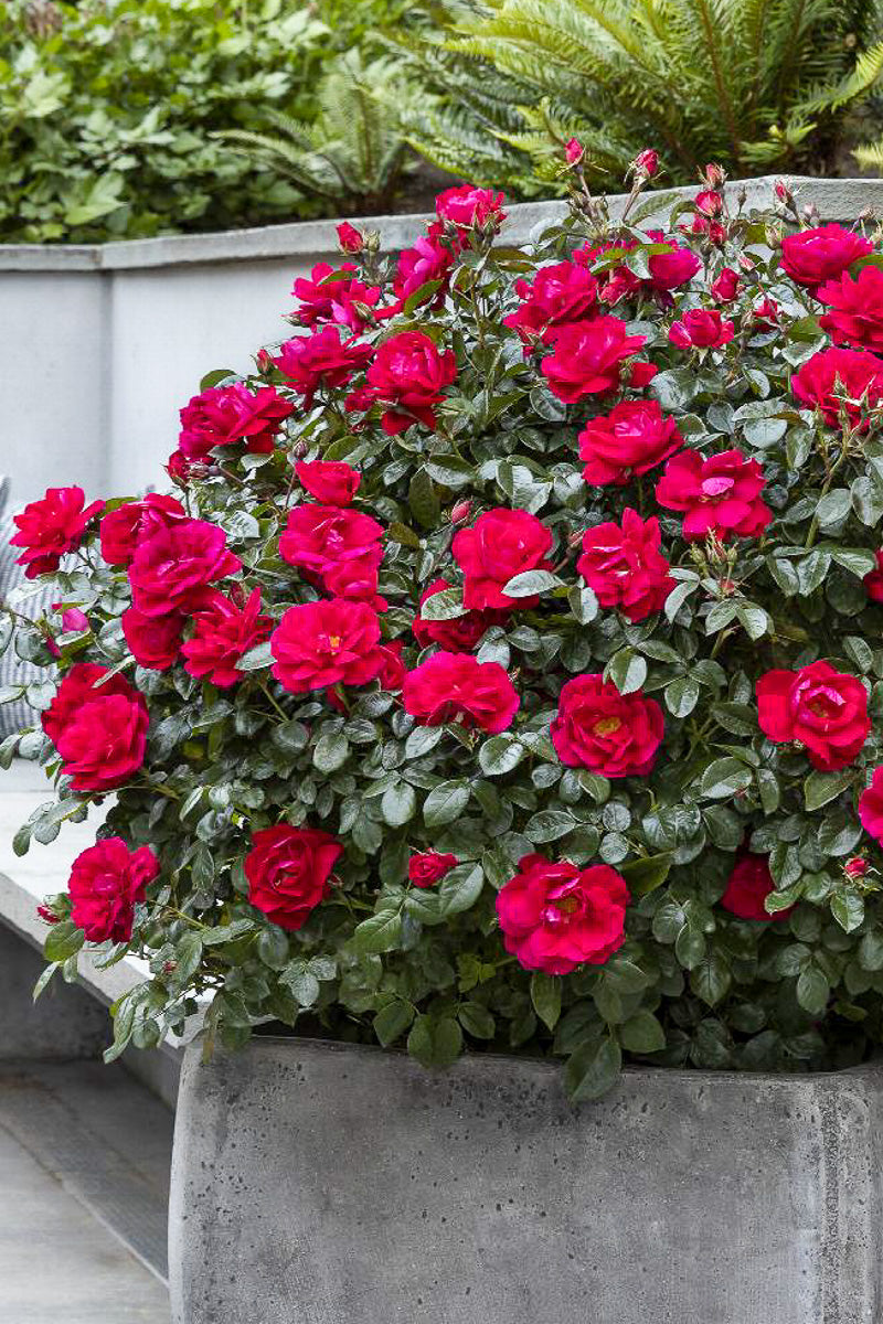 Rose, Grace & Grit Pink