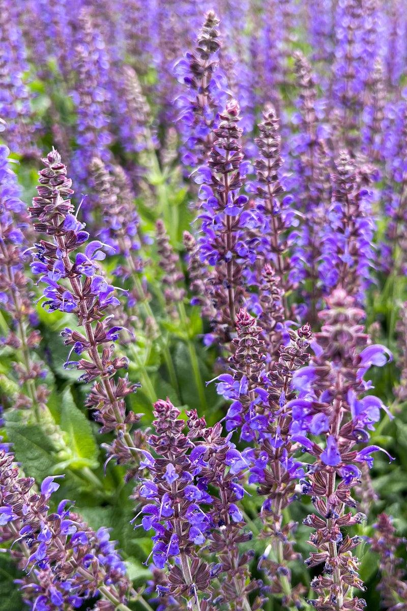 Salvia, May Night