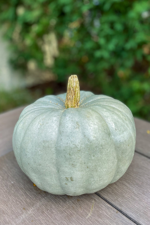 Fancy Pumpkin, Blue Doll