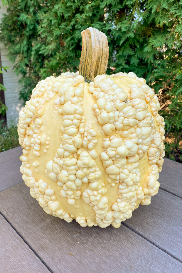 Fancy Pumpkin, Popcorn