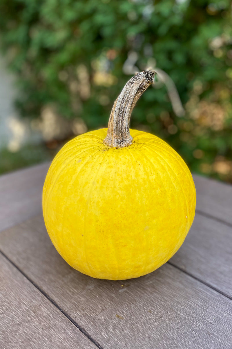 Pumpkin, Mellow Yellow Small