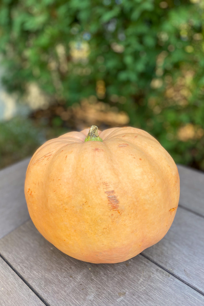Pumpkin, Porcelain Doll Small