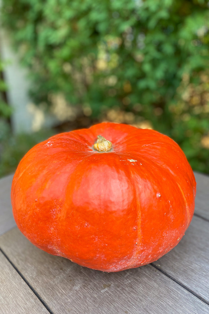 Pumpkin, Cinderella Medium