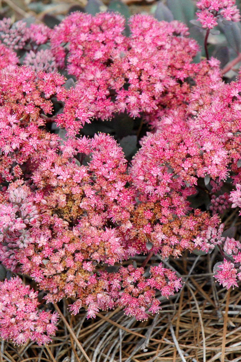 Sedum, Dazzleberry