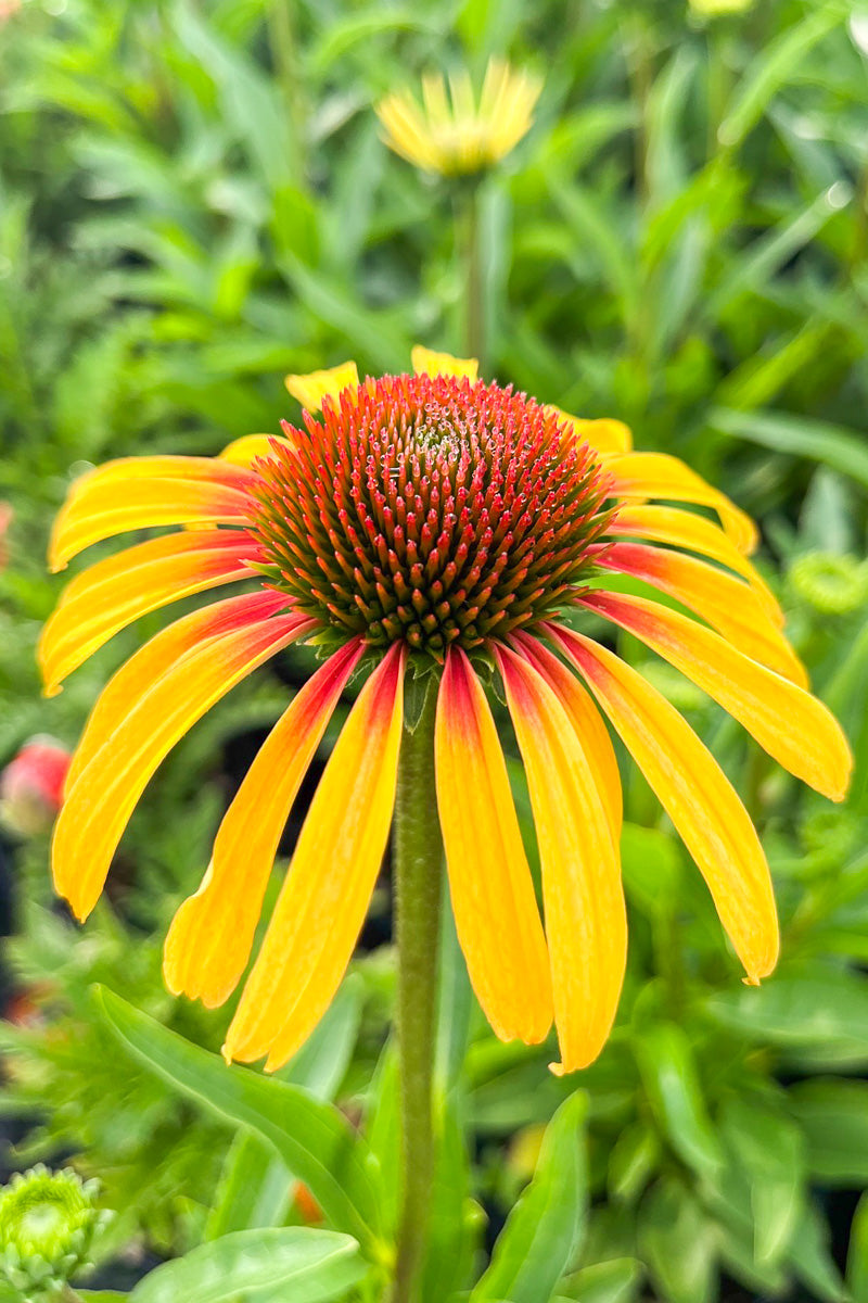 Coneflower, Smoothie Straw