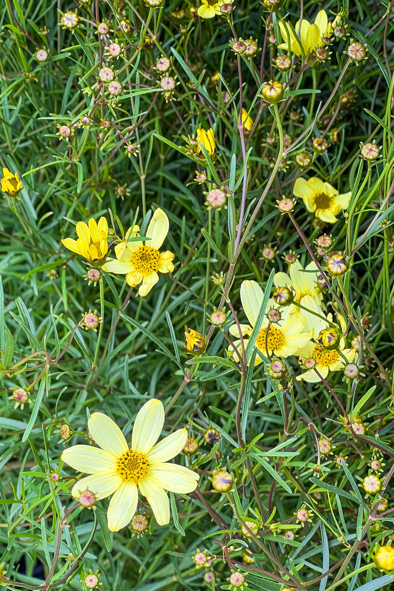 Coreopsis, Moonbeam