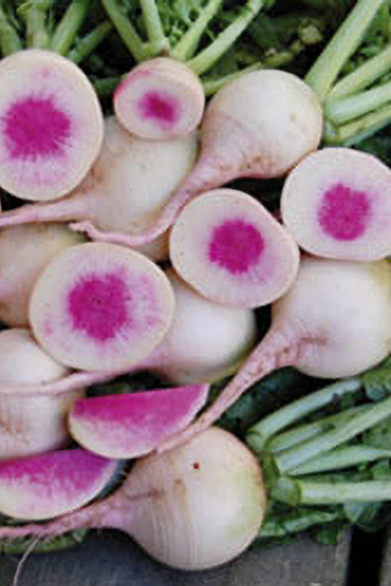 Seed Savers Watermelon Radish