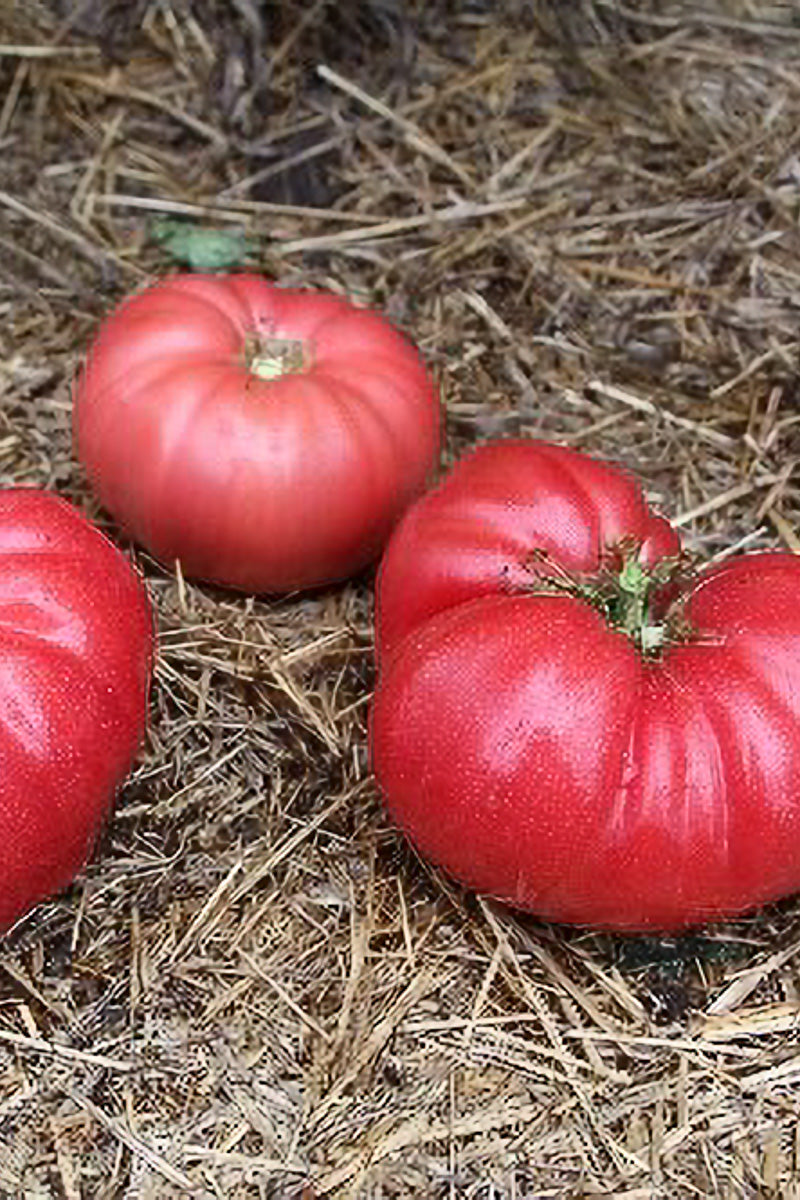 Seed Savers Council Bluffs Heirloom Organic Tomato